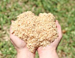 Ultra fine wood shavings held in cupped hands