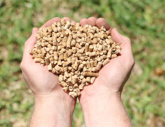 Wood pellets held in cupped hands showing pellet quality